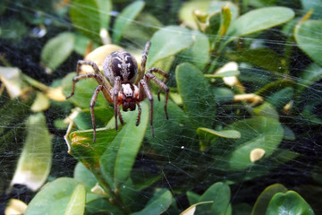 Spinne