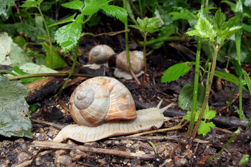 Schnecken