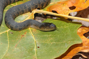 Nerodia cyclopion