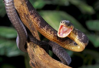 Blandings tree snake