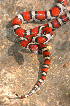 Young Red Milk snake