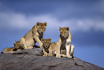 Africa-Lions on kopje