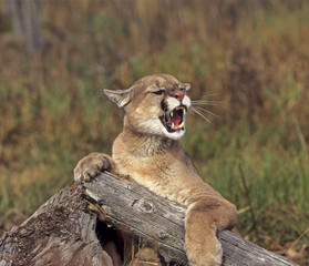 Cougar growling
