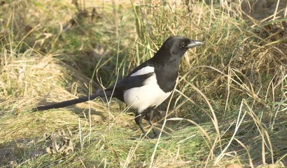 Magpie