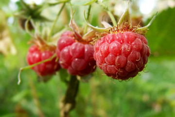 Himbeeren