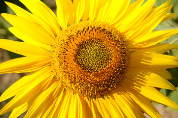 Fototapeta premium tournesol