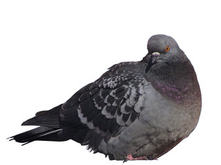 Dove 02
