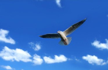 flying seagull