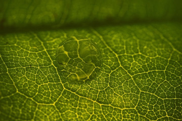 Water drop on a leaf