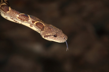 Tree Boa