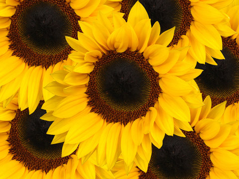 Sunflowers