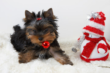 yorkshire terrier puppy with a snowman