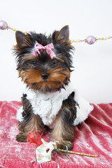 The puppy of the yorkshire terrier in the celebratory order