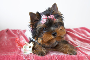 The puppy of the yorkshire terrier with carnaval mask