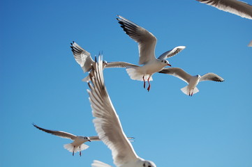 oiseau et azur