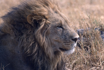African lion