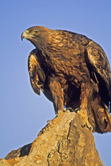 Bird-golden eagle against a blue Colorado sky