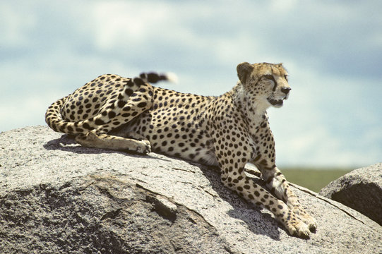 Africa-Cheetah