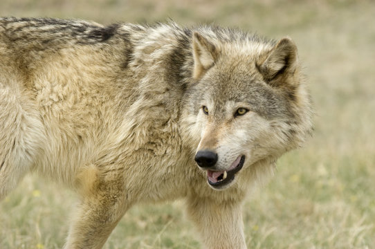 Gray wolf
