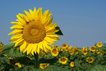 a different kind of sunflower against a blue sky