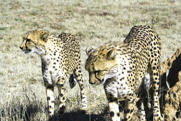 Cheetah Guard