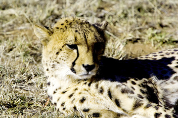 Cheetah Resting