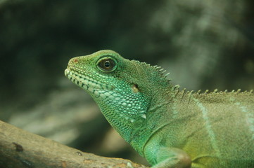 Lizard