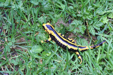salamandre - Salamandra salamandra fastuosa