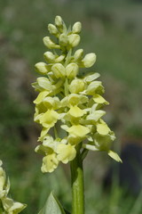 orchis pale - orchis pallens