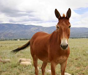 Naklejka na ściany i meble Colorado pony in pasture