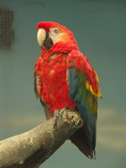 Red parrot on a branch