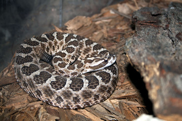 Massasauga rattlesnake