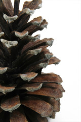 Pine Cone 2