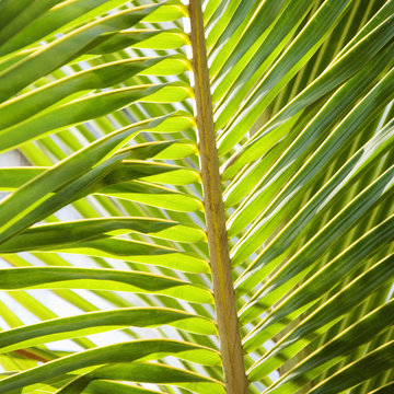 Close up of palm frond.