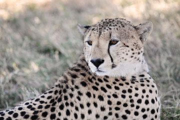 Cheetah
