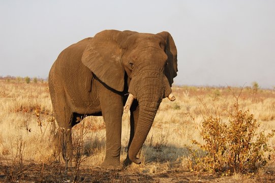 African Elephant