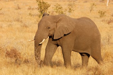 Obraz premium African Elephant