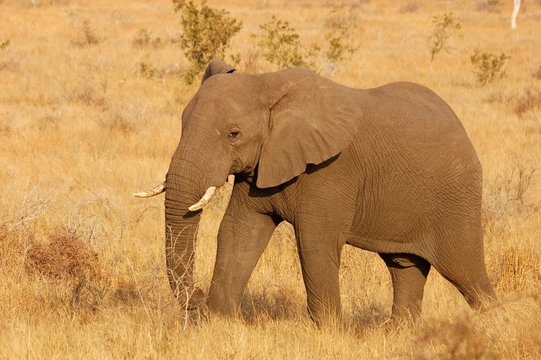 African Elephant