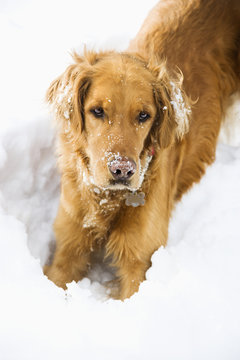 Golden Retriever with snowy snout.