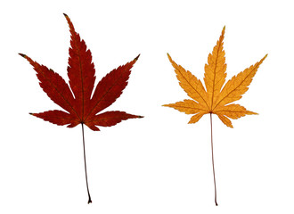 Two Autumn Japanese Maple Leaves Isolated on White