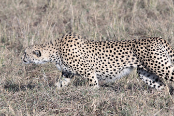 Cheetah