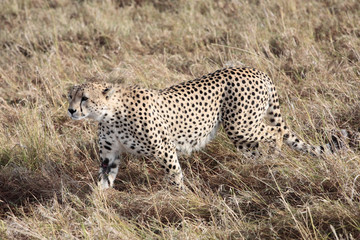 Cheetah