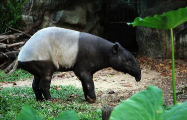 Malayan tapir