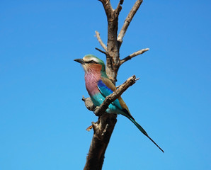 Lilacbreasted Roller