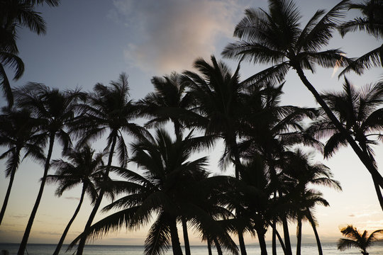 Palm trees by ocean.