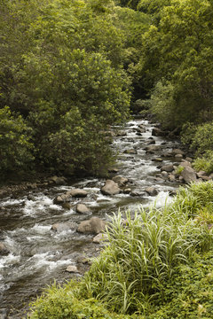 Rocky flowing creek with green trees in Maui, Hawaii.