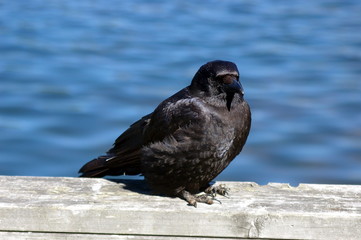 Crow