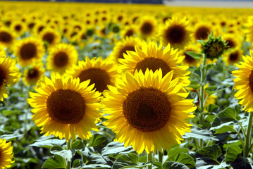 Flower of a sunflower