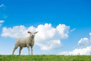Abwaschbare Fototapete Schaf cute lamb