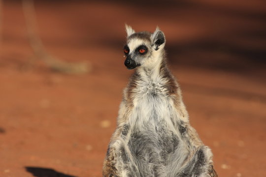 maki catta madagascar